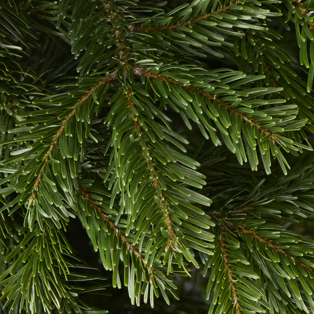 IKEA_ABIES:アビエス モミの木 up