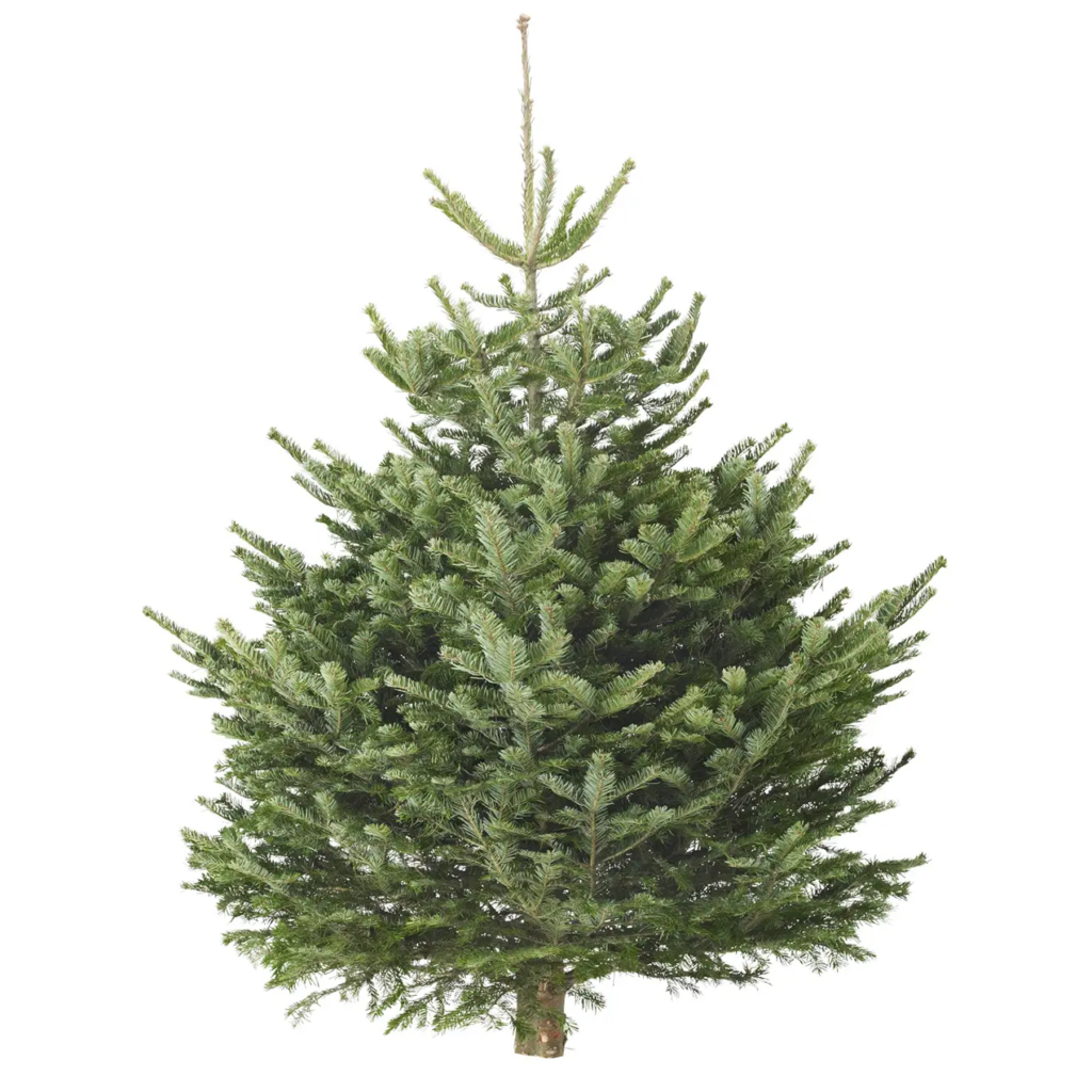IKEA_ABIES:アビエス モミの木 wide
