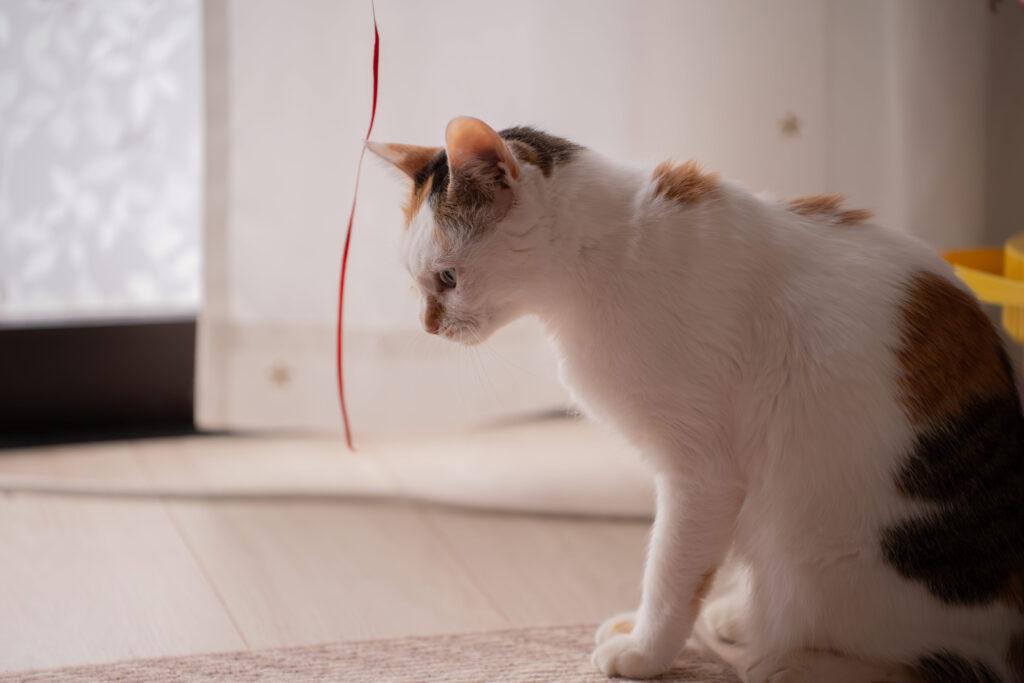 モデルとなったキリリとした横顔が美猫のシアちゃん