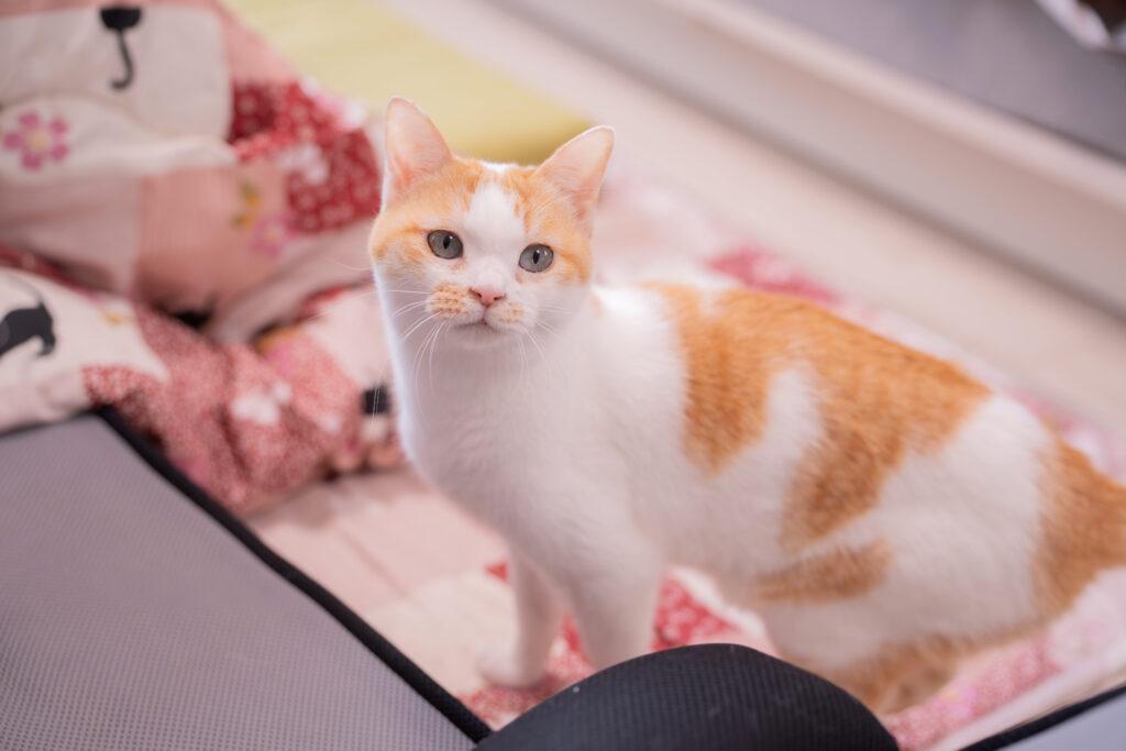 モデルとなった薄墨色の淡い瞳が綺麗なベルちゃん