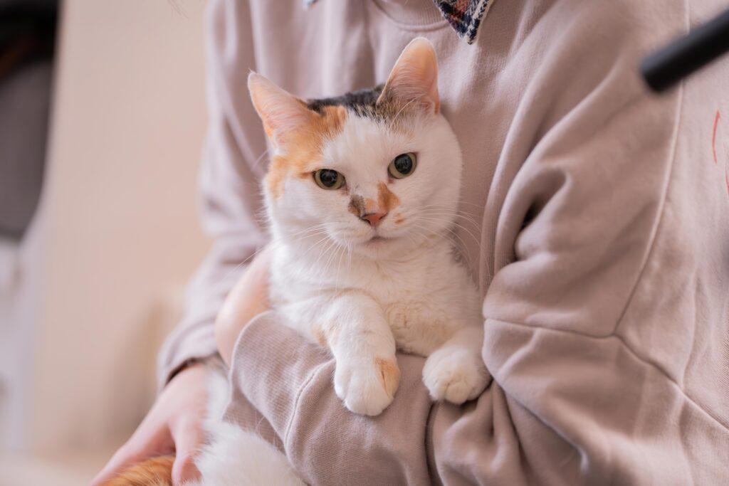 モデルとなったキリリとした横顔が美猫のシアちゃん