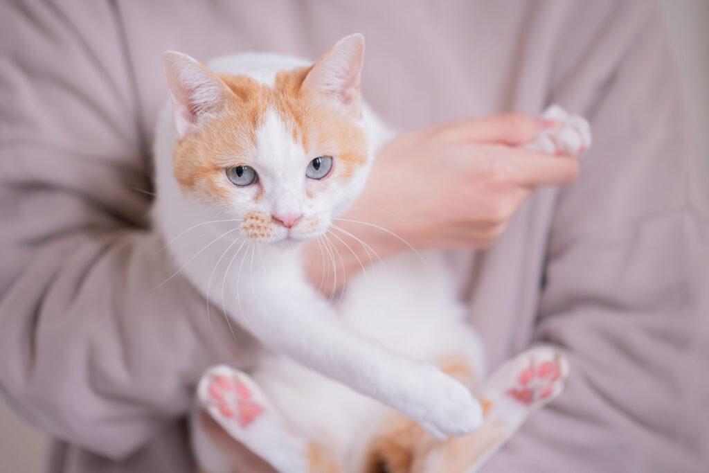 モデルとなった薄墨色の淡い瞳が綺麗なベルちゃん