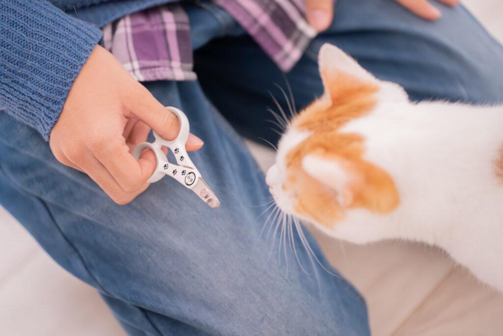 猫壱 ストレスなくスパッと切れる猫用爪切りに興味を示す猫