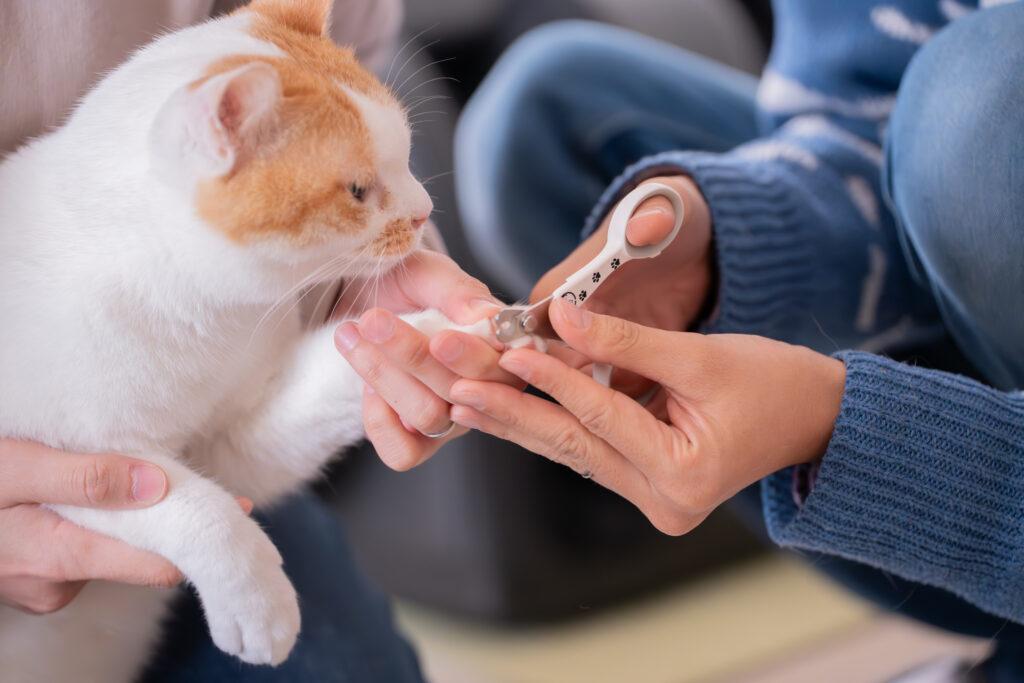 猫壱 ストレスなくスパッと切れる猫用爪切りなら簡単に爪が切れる
