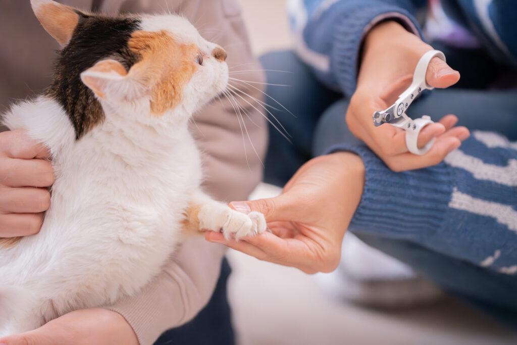 猫壱 ストレスなくスパッと切れる猫用爪切りなら簡単に爪が切れる