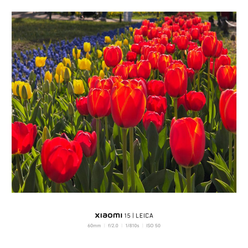 シャオミ15で花を撮った時の写真