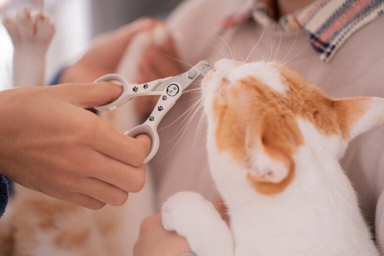 猫壱「ストレスなくスパッと切れる猫用爪切り」をレビュー！薄い刃先と使いやすい形状で、猫にも人にも優しい爪切り。