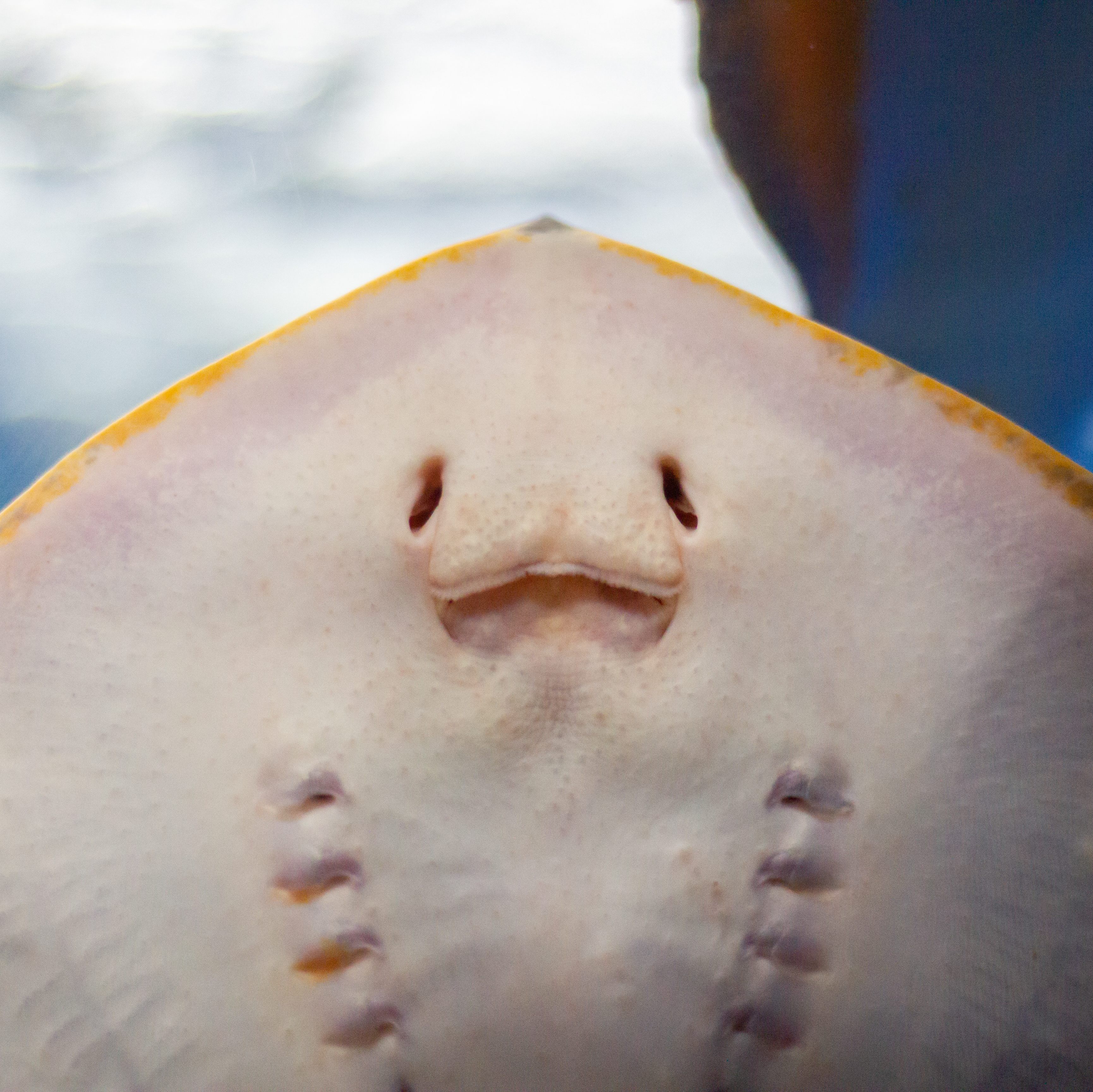 stingray mouth