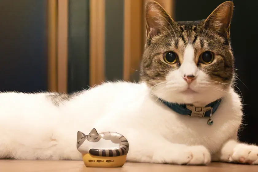 開発担当者の猫2