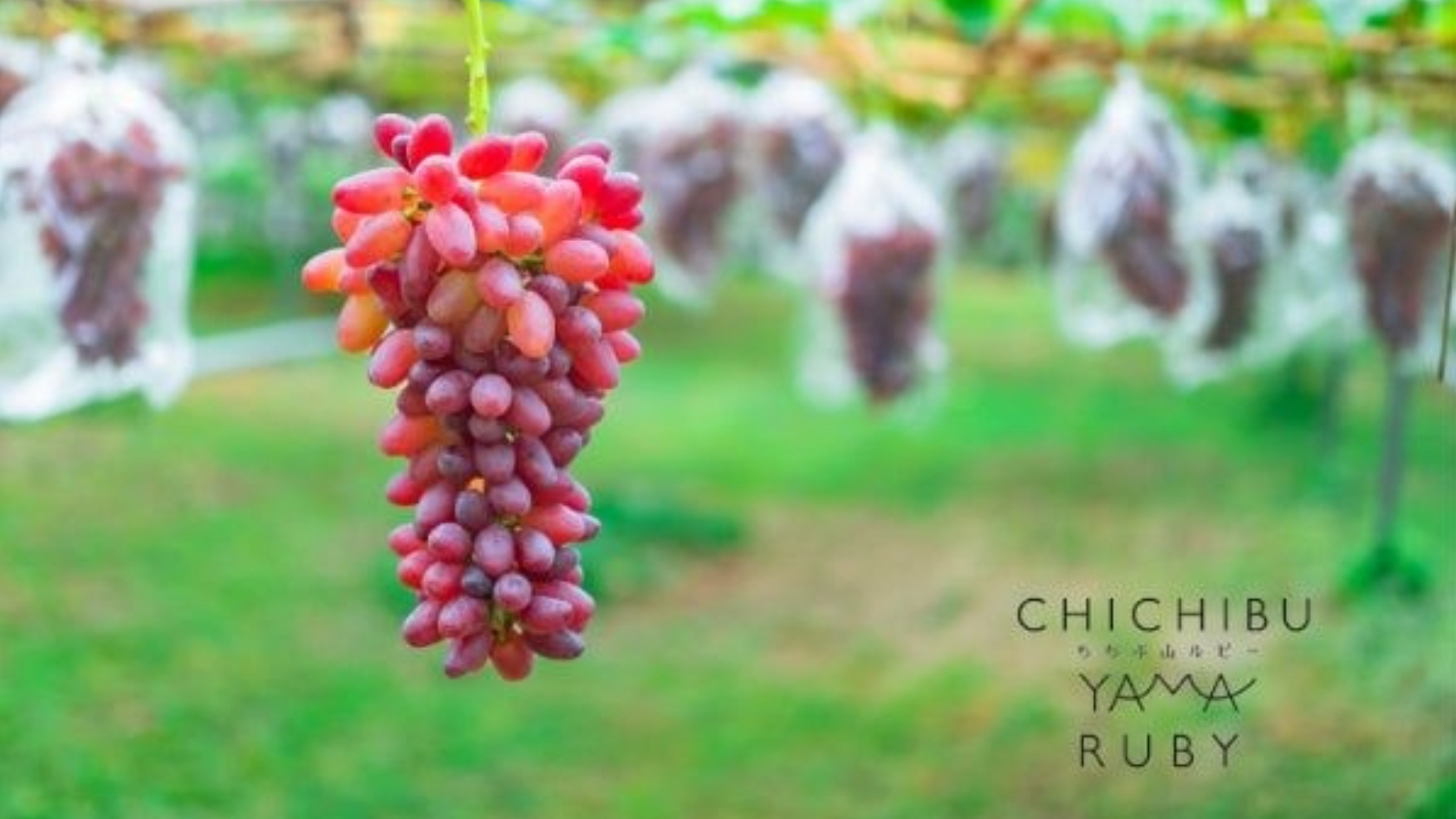 chichibu_top